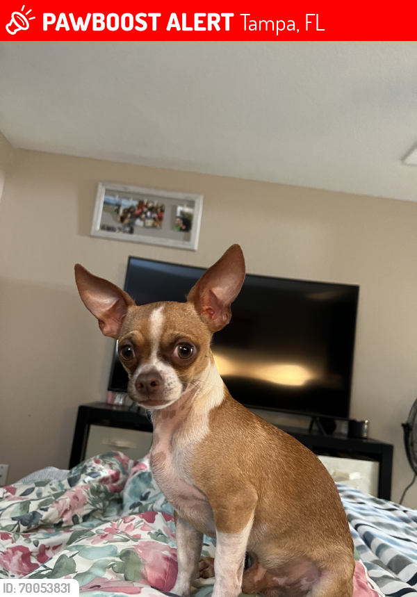 Lost Male Dog last seen Hearthstone Ct and Timberlane West Dr, 33615, Tampa, FL 33615