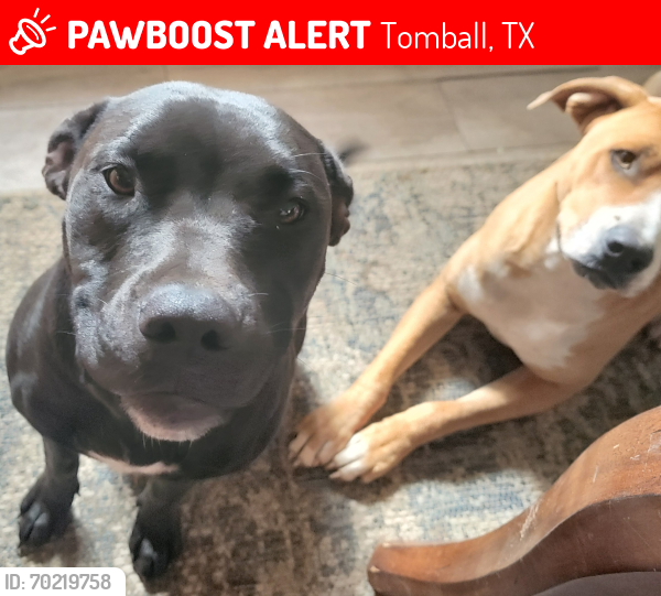 Lost Female Dog last seen Spring creek park, Tomball, TX 77377