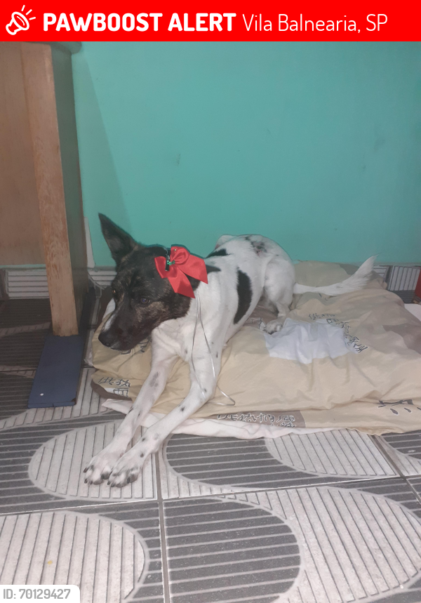 Lost Female Dog last seen Balneário riacho grande São bernardo do campo , Vila Balnearia, SP 09616