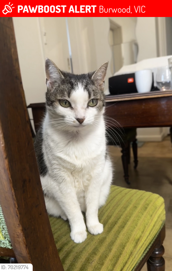 Lost Female Cat last seen Somers st, Wallace st Burwood, Burwood, VIC 3125