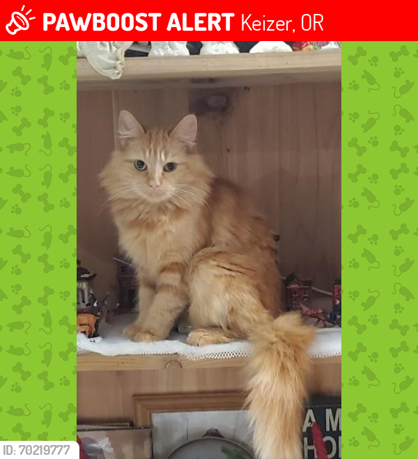 Lost Female Cat last seen Greenwood Drive N and Arnold St. N, Keizer, OR 97303