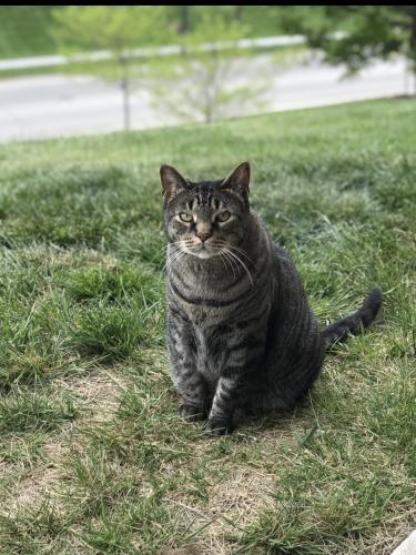 Lost Male Cat last seen 180th & Harrison, Omaha, NE 68136