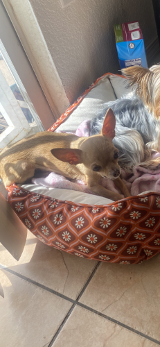 Lost Male Dog last seen Arenal and Unser, Albuquerque, NM 87121