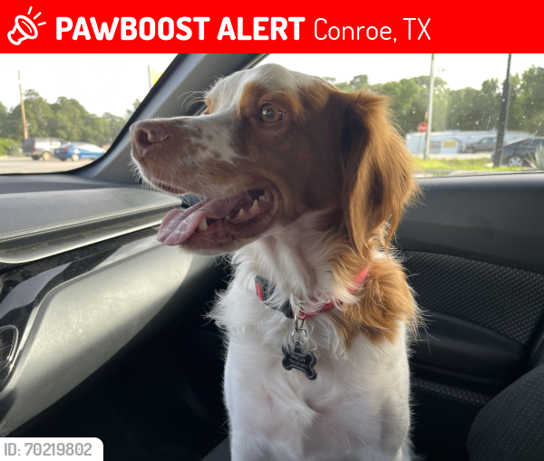 Lost Male Dog last seen Conroe, Conroe, TX 77301
