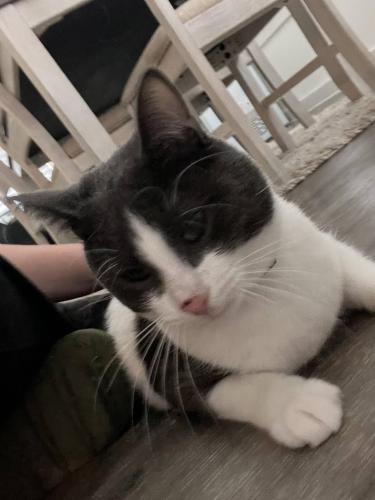Lost Male Cat last seen Tanner and Hwy 8, Houston, TX 77041
