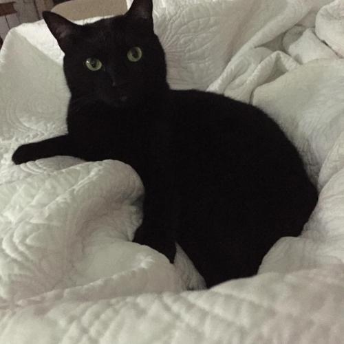 Lost Male Cat last seen Maywood and Truman, Independence, MO 64052