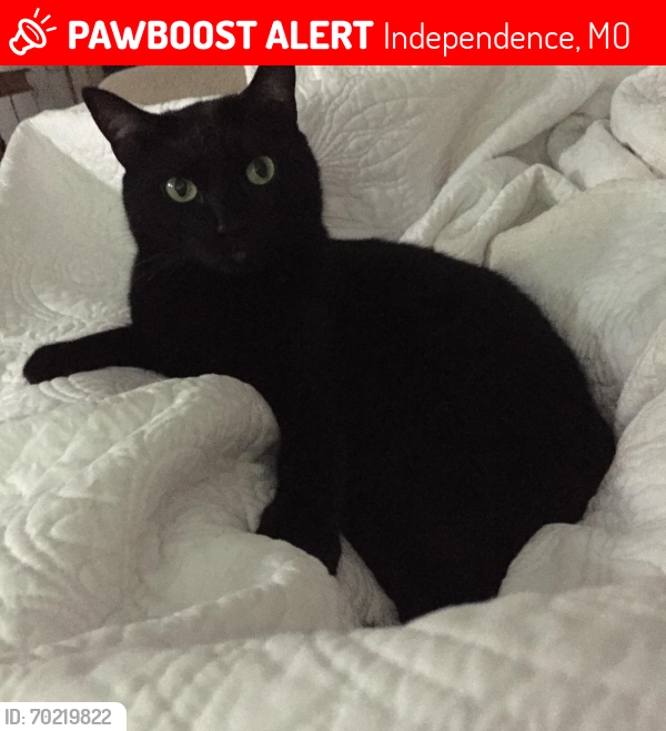 Lost Male Cat last seen Maywood and Truman, Independence, MO 64052