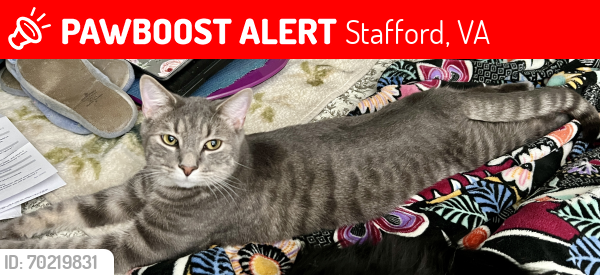 Lost Male Cat last seen Aquia Drive & Farragut Drive, Stafford, VA 22554