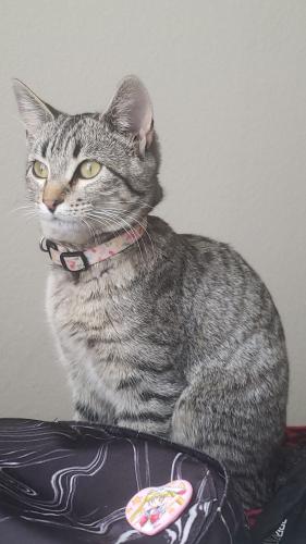 Lost Female Cat last seen Near N Walnut Rd, Las Vegas, NV 89115