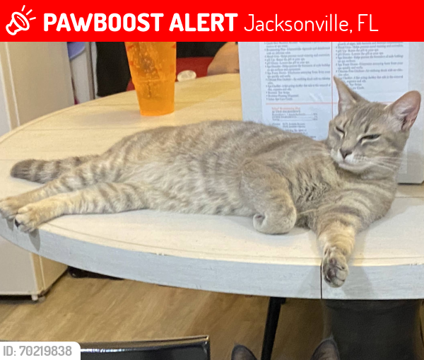 Lost Female Cat last seen 103rd street near Walmart, Jacksonville, FL 32210