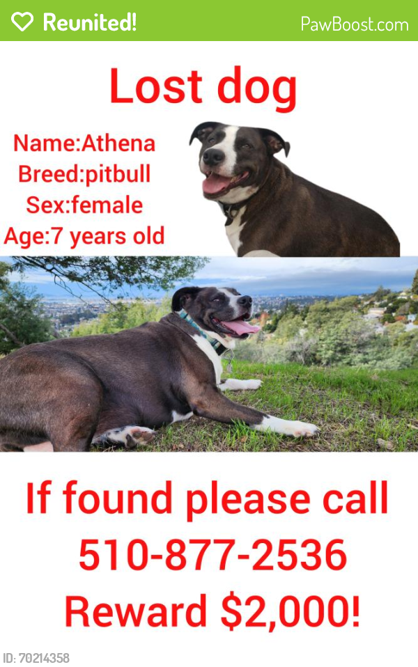 Reunited Female Dog last seen 82nd ave, Oakland, CA 94605