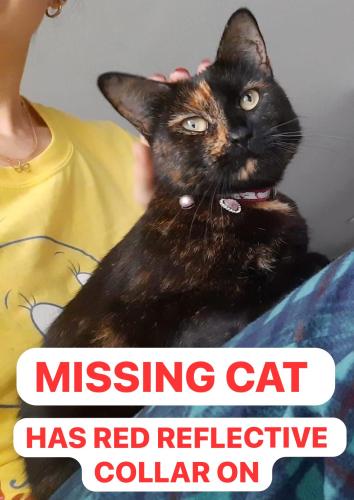 Lost Female Cat last seen I-10 Westbound Rest stop, Eessahallatower, Tallahassee, FL 32303