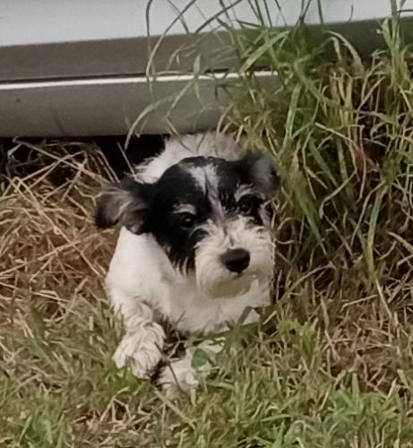Lost Female Dog last seen Boca chica Brownsville texas, Boca Chica, TX 78521