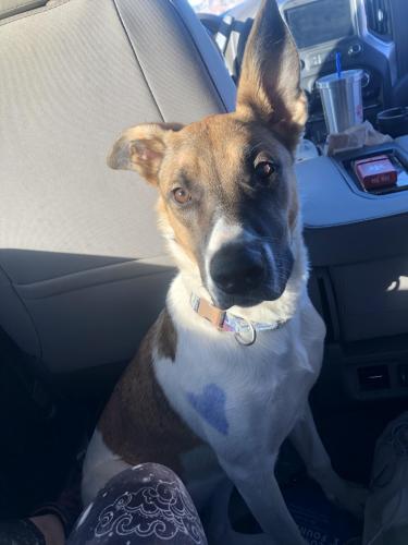 Lost Female Dog last seen Tao rd and highway 18, Apple Valley, CA 92307