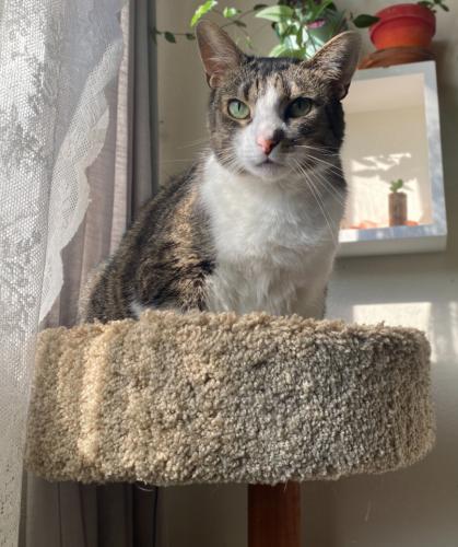 Lost Female Cat last seen Milton st and 61st , Portland, OR 97213