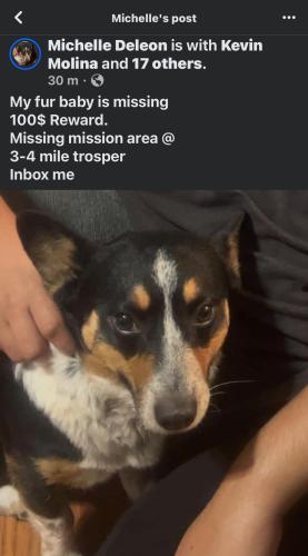 Lost Male Dog last seen Near Monica ave mission Texas , 78573, Mission, TX 78573
