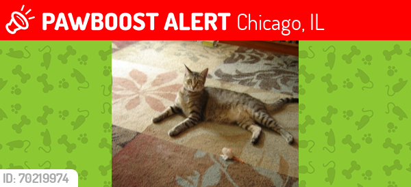 Lost Female Cat last seen Near s champlain ave, Chicago, IL 60628