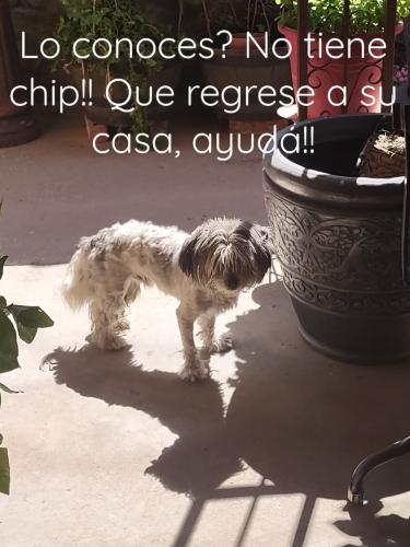 Found/Stray Male Dog last seen Vista del Sol and Petter Cooper, El Paso, TX 79936