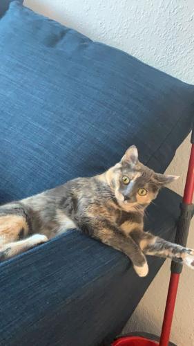 Lost Female Cat last seen Near W 19th St, San Angelo, TX 76903