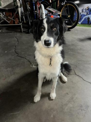 Lost Female Dog last seen By Stater Bros on Mission Blvd, Riverside, CA 92509