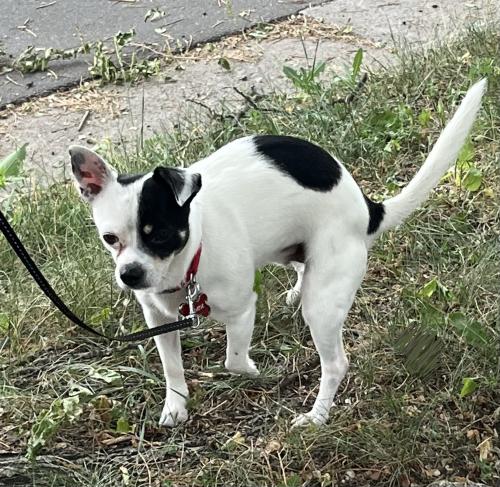 Lost Male Dog last seen 14th Avenue lake street, Minneapolis, MN 55407