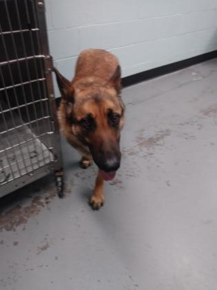 Shelter Stray Male Dog last seen Sacramento County, CA 95742, Sacramento, CA 95828