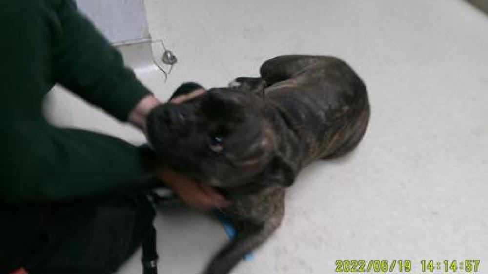 Shelter Stray Male Dog last seen Oakland, CA 94601, Oakland, CA 94601