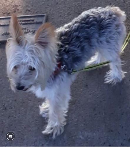 Lost Male Dog last seen 89th st 73132, Oklahoma City, OK 73132