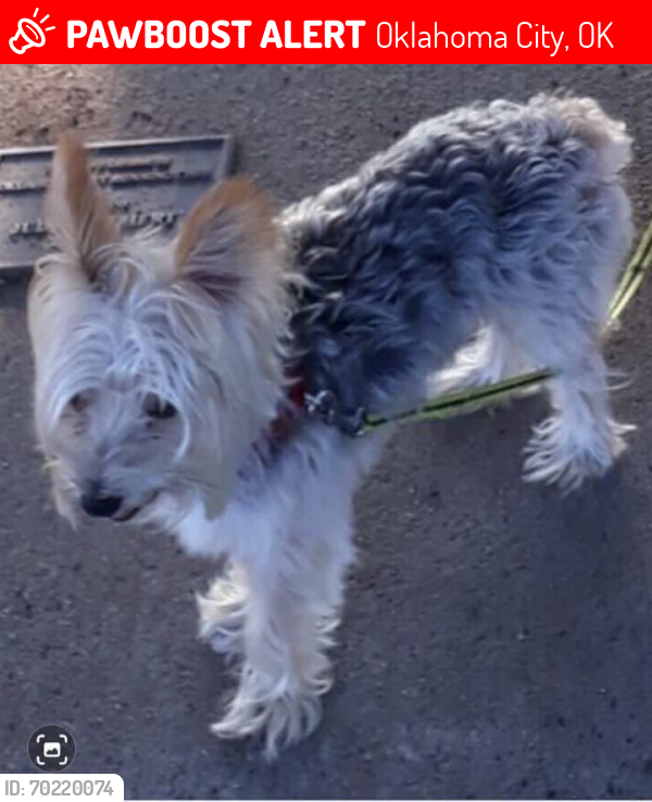 Lost Male Dog last seen 89th st 73132, Oklahoma City, OK 73132
