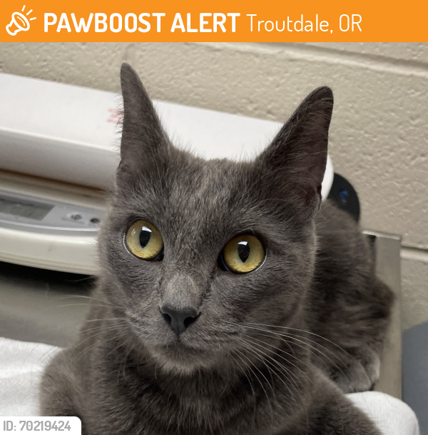 Shelter Stray Female Cat last seen SE 10TH AND SE RENE ST, GRESHAM, OR, 97080, Troutdale, OR 97060