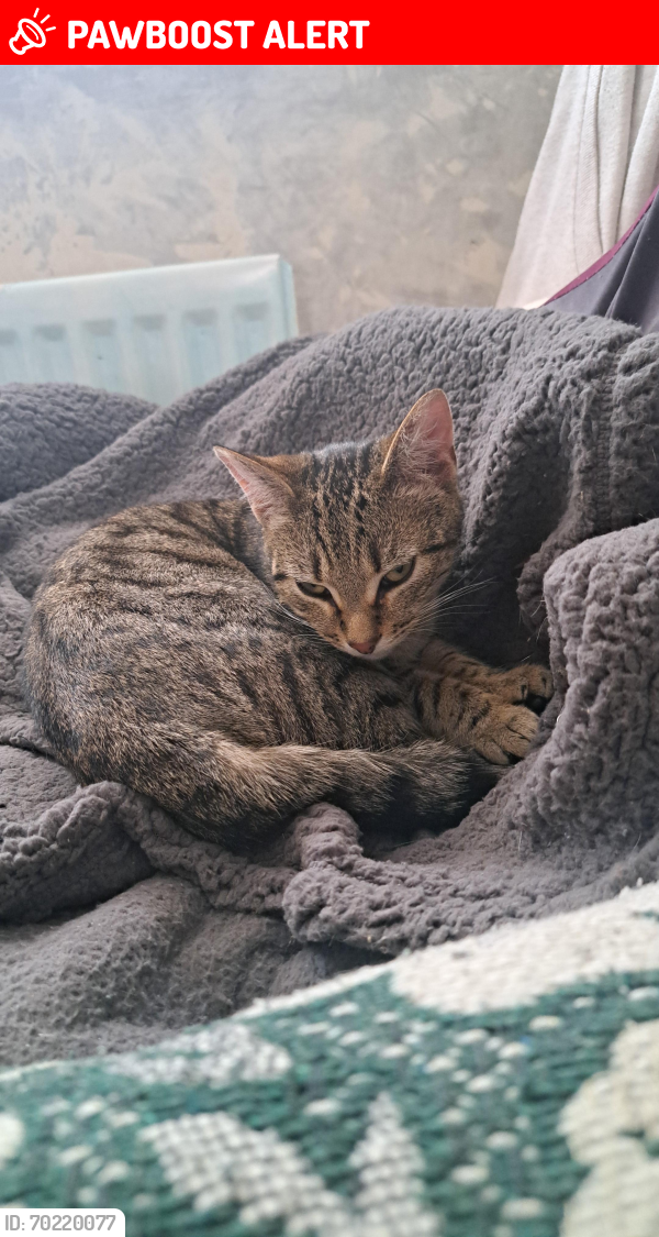 Lost Female Cat last seen West auckland , West Auckland, England DL14 9JD