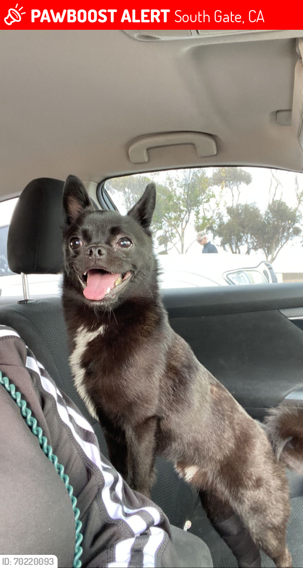 Lost Male Dog last seen Abott and Atlantic, South Gate, CA 90280