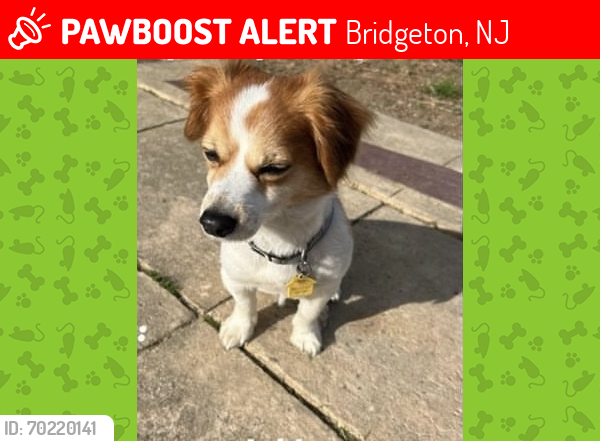 Lost Male Dog last seen West Ave, Bridgeton, NJ 08302