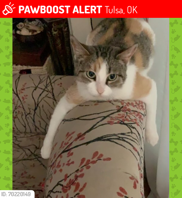 Lost Female Cat last seen 98th and Mingo, Tulsa, OK 74133