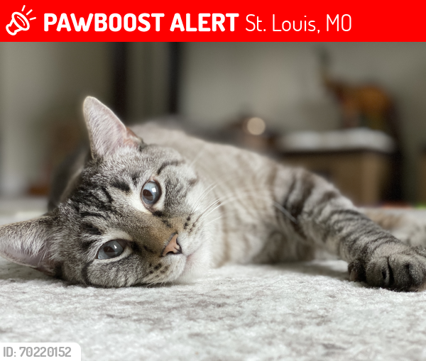 Lost Male Cat last seen Chippewa Street and Kingshighway Blvd, St. Louis, MO, St. Louis, MO 63109