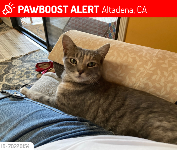 Deceased Female Cat last seen COOLIDGE AVE BETWEEN BERENDO ST  AND NEW YORK DRIVE  , ALTADENA, 91001, Altadena, CA 91001