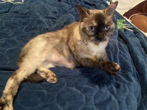 Lost Female Cat last seen Valley Medical hosp , Renton, WA 98055