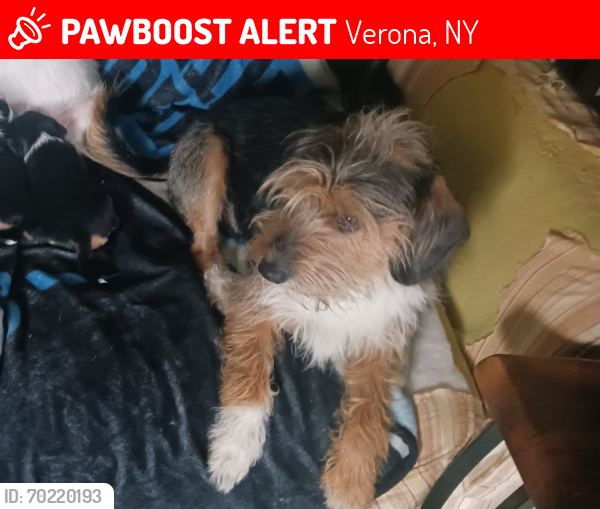 Lost Male Dog last seen Merry volunteer , Verona, NY 13478