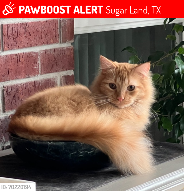 Lost Male Cat last seen Veramonte Ct and Sutters Chase, Sugar Land, TX 77479
