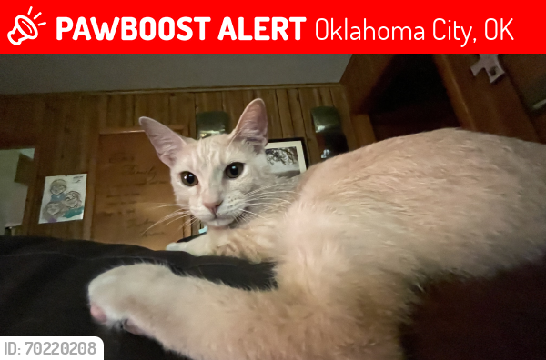 Lost Male Cat last seen 29th and Penn, Oklahoma City, OK 73128