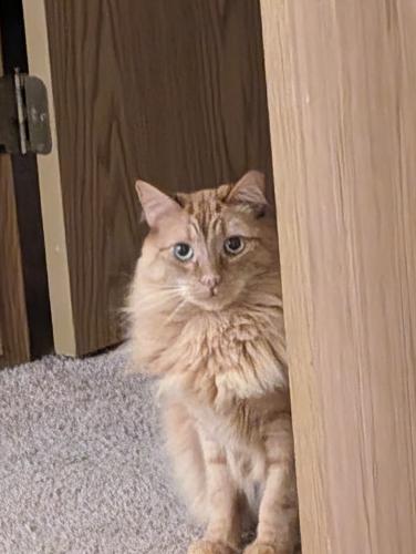 Lost Male Cat last seen Lilly rd, Olympia, WA 98506