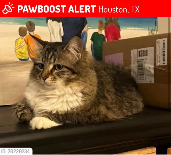 Lost Female Cat last seen Near fern springs ct, Houston, TX 77062