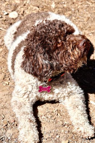 Lost Female Dog last seen Cutler and Morrow, Albuquerque, NM 87106