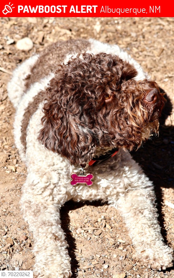 Lost Female Dog last seen Cutler and Morrow, Albuquerque, NM 87106