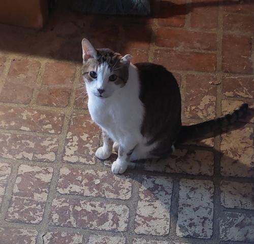 Lost Male Cat last seen 1st Ave and Shouse st, Mesa, AZ 85204