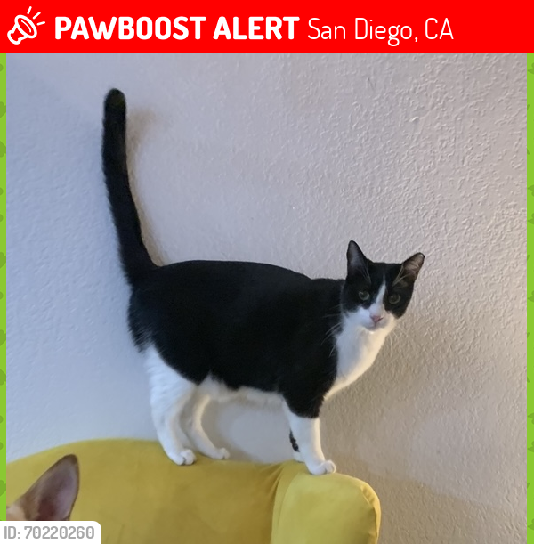 Lost Male Cat last seen Mercy Rd , San Diego, CA 92129