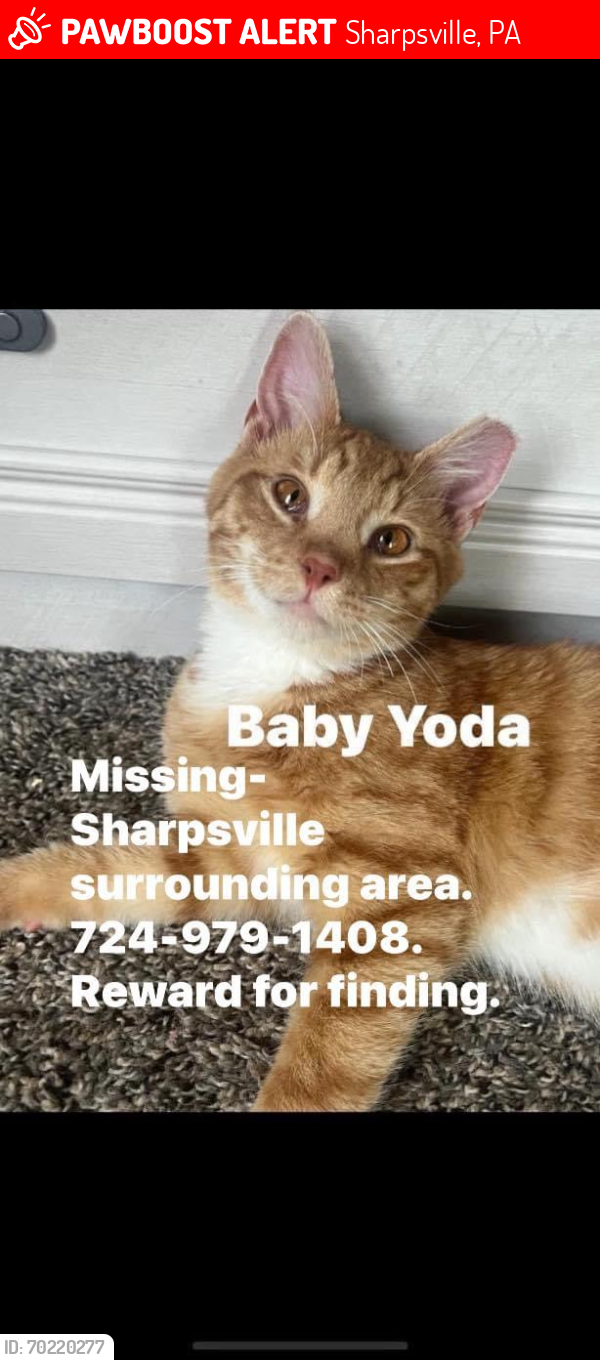 Lost Male Cat last seen Station Street sharpsville pa, Sharpsville, PA 16146