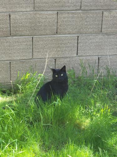Lost Male Cat last seen 67th Avenue and Happy Valley Rd, Phoenix, AZ 85310