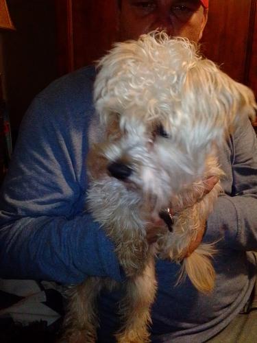 Found/Stray Male Dog last seen Near so memorial   Tulsa Okla , Tulsa, OK 74112