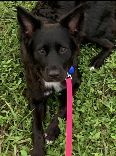 Lost Female Dog last seen On 16th ct and sunrise blvd, Fort Lauderdale, FL 33313